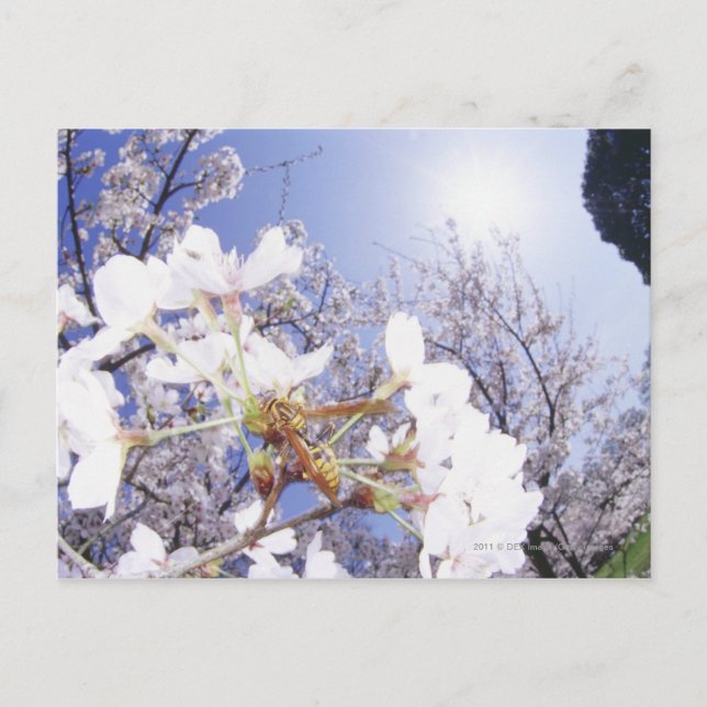 Wasp on Cherry Blossom, close up Postcard (Front)
