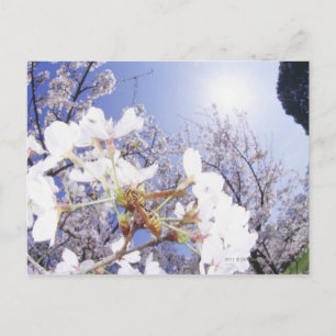 Wasp on Cherry Blossom, close up Postcard