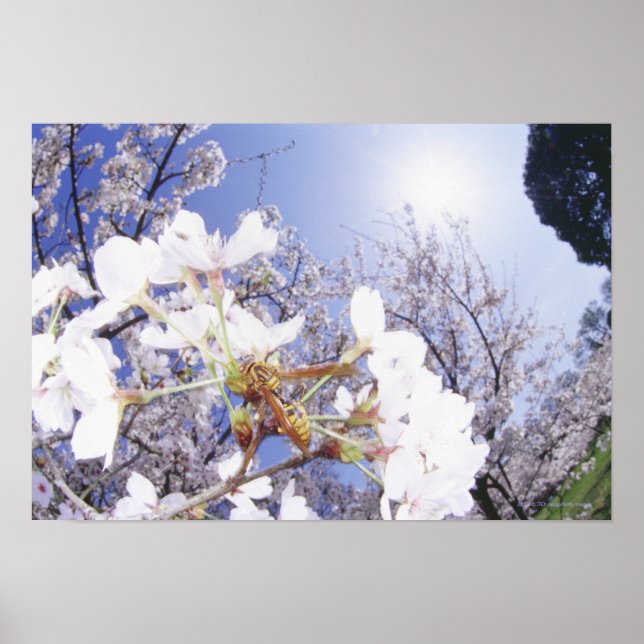 Wasp on Cherry Blossom, close up Poster (Front)