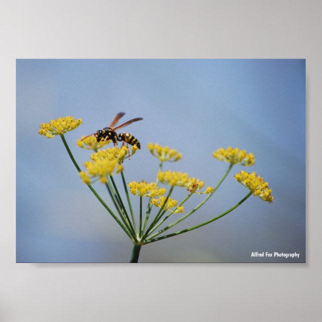 Wasp Pollinating Wild Fennel Poster (Front)