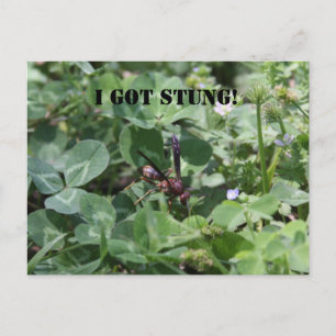 Wasp Postcard