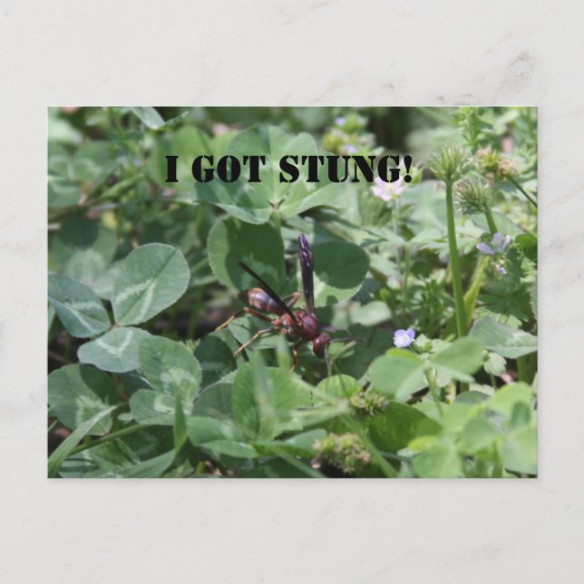 Wasp Postcard (Front)