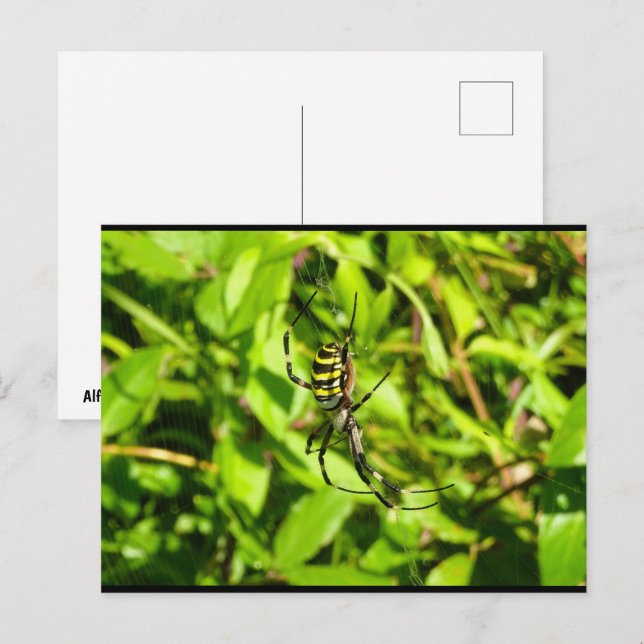 Wasp Spider in the Green Postcard (Front/Back)