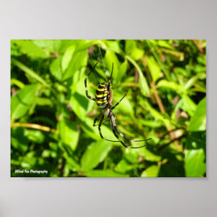 Wasp Spider in the Green Poster