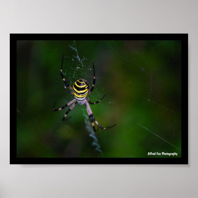 Wasp Spider, Orb-weaver Poster (Front)