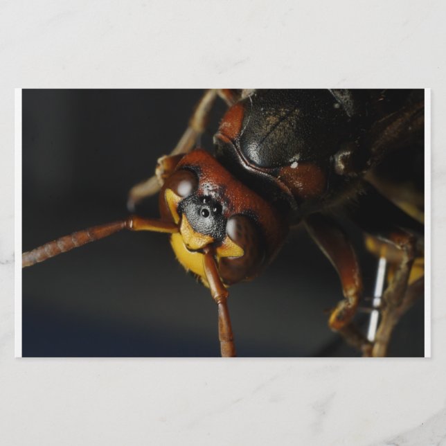 Wasp Stationery (Front)
