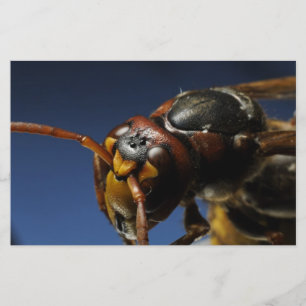 Wasp Stationery