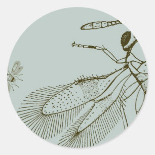 Wasps, Aspidiotiphagus Citrinus Classic Round Sticker