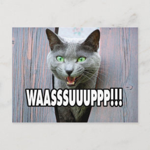 WASSUP - Cat Meme Postcard