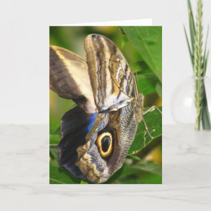 Watcher In The Wing Greeting Card