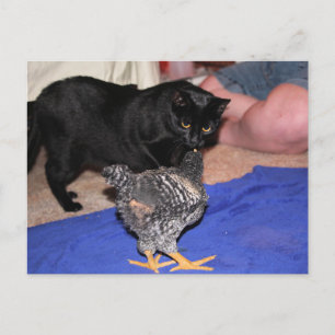Watchers Postcard