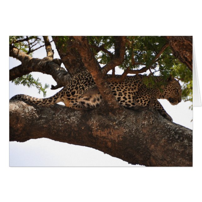 Watchful (Front Horizontal)