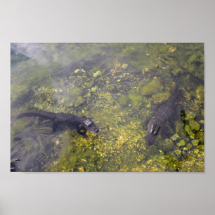 Watchful Alligators in the Florida Keys Poster