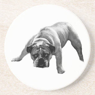 Watchful Bulldog Coaster