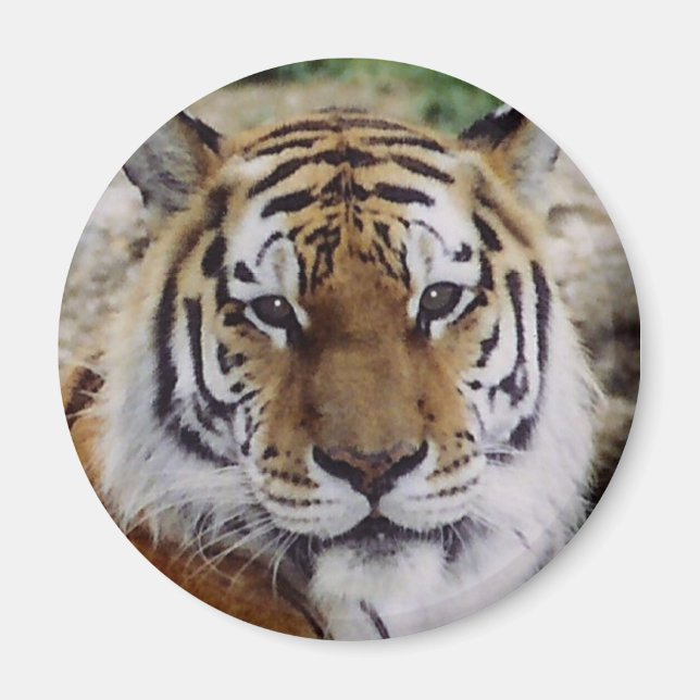 Watchful Eye Magnet (Front)