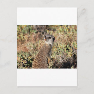 Watchful meerkat postcard