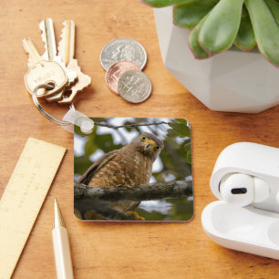 Watchful Raptor, Roadside Hawk Key Ring
