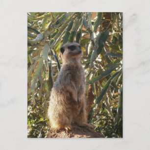 Watchful Sentinel: Meerkat On Lush Green Backdrop Postcard