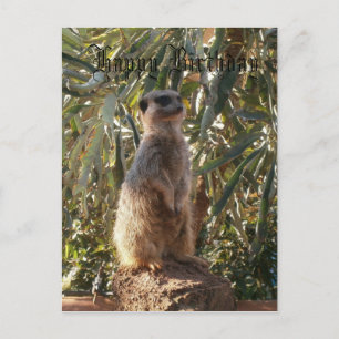 Watchful Sentinel: Meerkat On Lush Green Backdrop Postcard