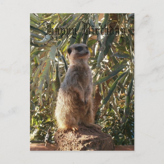Watchful Sentinel: Meerkat On Lush Green Backdrop Postcard (Front)