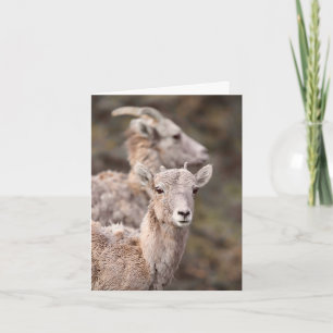 Watching Ewe - 4" x 5.6" Notecard