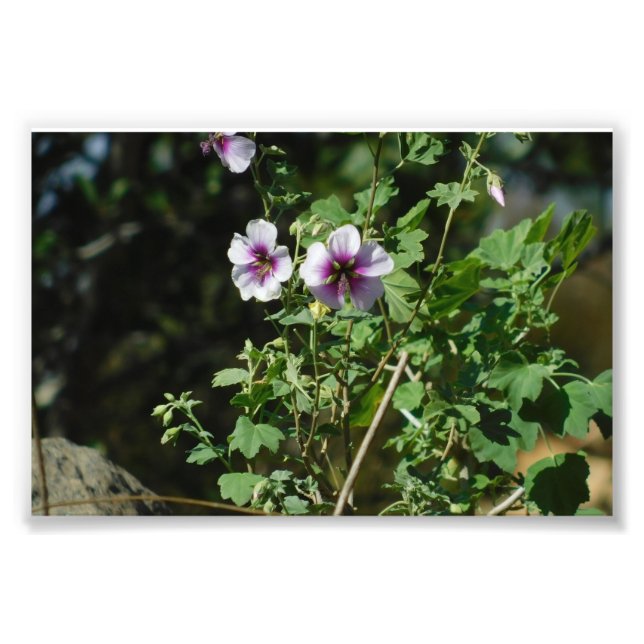 Watching Flowers Photo Print (Front)