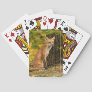 Watching Fox Playing Cards