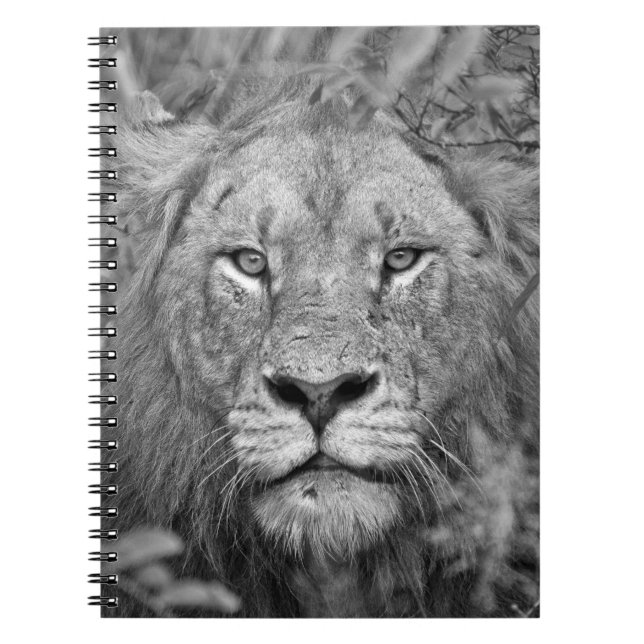 Watching Lion, South Africa Notebook (Front)