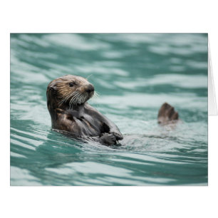 Watching Sea Otter
