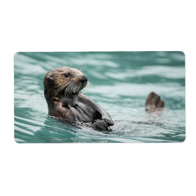 Watching Sea Otter (Front)