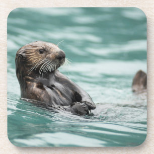 Watching Sea Otter Coaster
