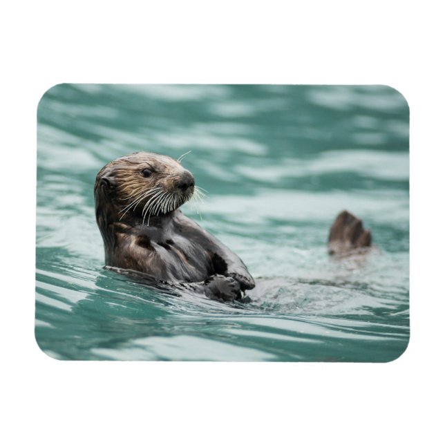 Watching Sea Otter Magnet (Horizontal)