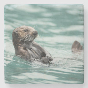 Watching Sea Otter Stone Coaster