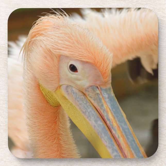 Watching You Pelican Cork Coaster (Front)