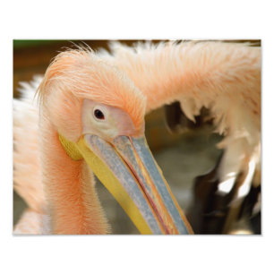 Watching You Pelican Photo Print