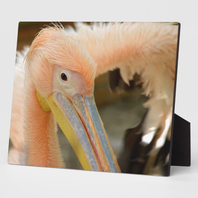 Watching You Pelican Plaque (Side)