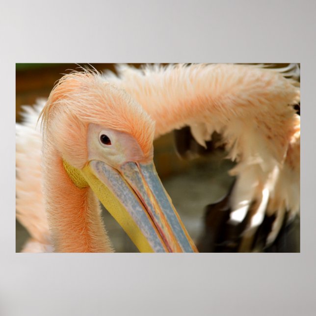 Watching You Pelican Poster (Front)