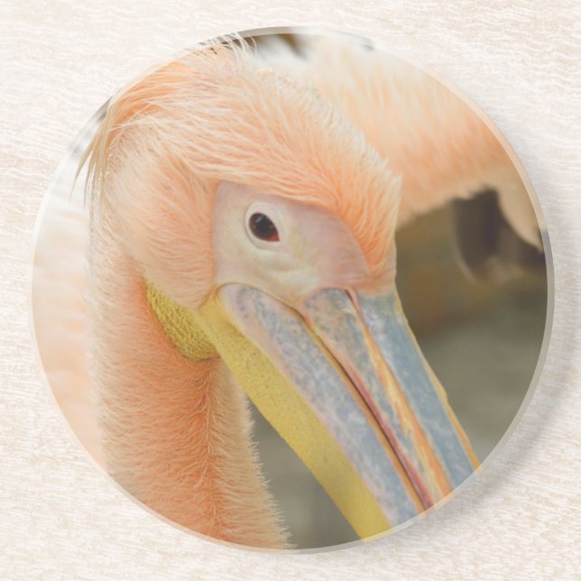Watching You Pelican Sandstone Coaster (Front)