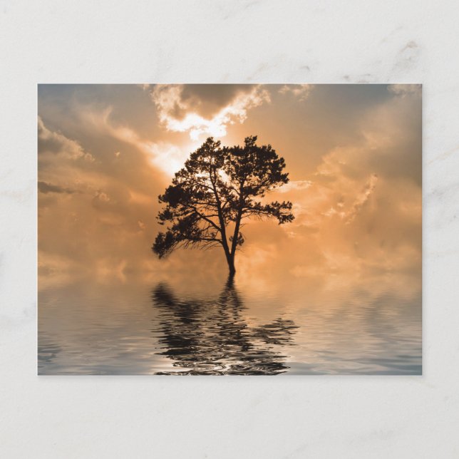 Water and tree sunset postcard (Front)
