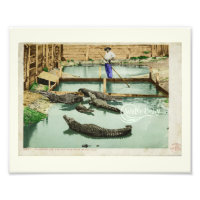Water Baby Alligator Joe