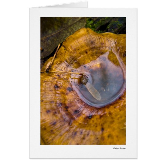 Water Basin Card