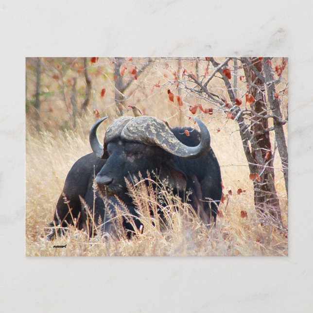 water buffalo postcard (Front)