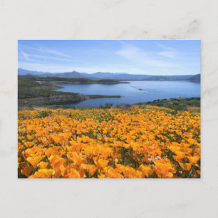 Water California Lake With Golden Poppies Postcard