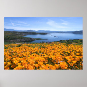 Water California Lake With Golden Poppies Poster
