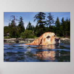 Water Dog - Fine Art Prints