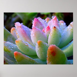 Water Drop Succulent Poster