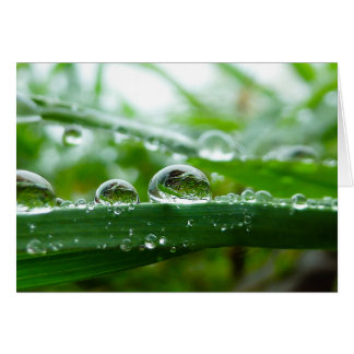 Water droplet on grass leaf