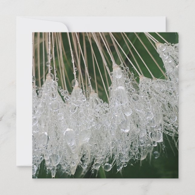 Water droplets holiday card (Front)