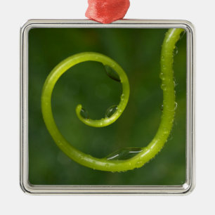 Water Droplets On A Vine Metal Ornament