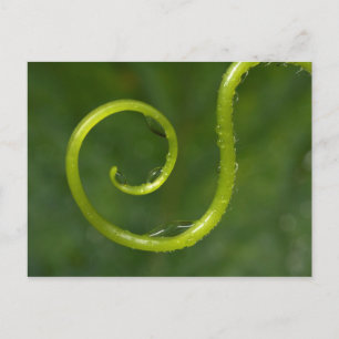 Water Droplets On A Vine Postcard